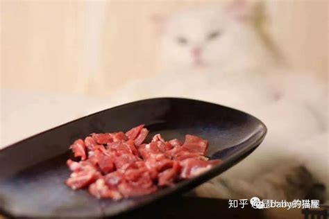 猫在家生孩子|接生小猫需要准备些什么（详细版）